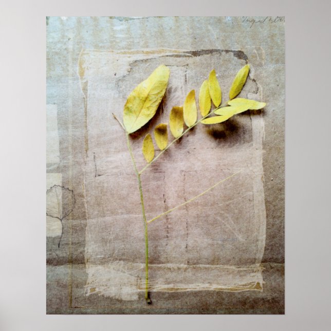 Herbarium V Poster (Front)