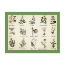 Herbs and Spices full color illustrations postcard Herbs and Spices full color illustrations postcard