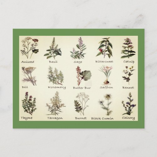 Herbs and Spices full color illustrations postcard