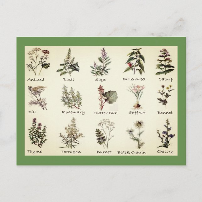 Herbs and Spices full color illustrations postcard (Front)
