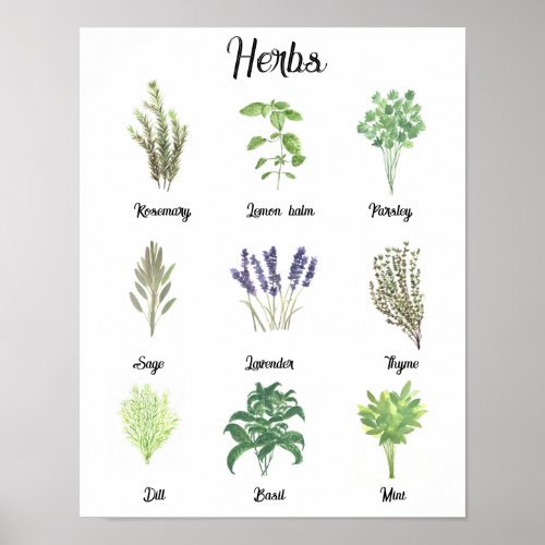 Herbs Watercolor Sage Thyme Rosemary Kitchen  Poster