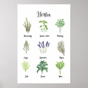 Herbs Watercolor Sage Thyme Rosemary Kitchen Poster