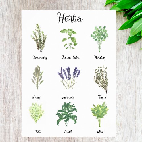 Herbs Watercolor Sage Thyme Rosemary Kitchen  Poster