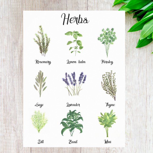 Herbs Watercolor Sage Thyme Rosemary Kitchen  Poster (Creator Uploaded)