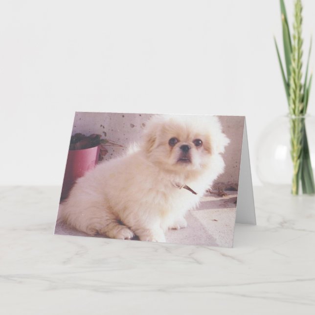 Hercules as a puppy thank you card (Front)