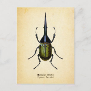 Hercules beetle postcard