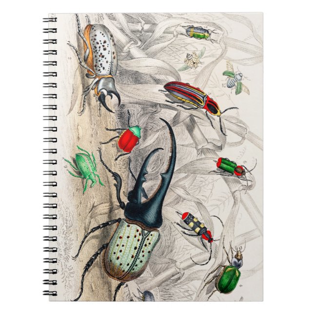 Hercules Beetle, Scarabaeus Tityus, Striped Click Notebook (Front)