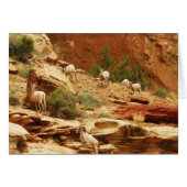 Herd... (Front Horizontal)