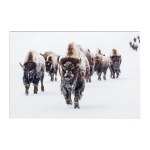 Herd of Bison, Buffalo in Snow at Yellowstone Park Acrylic Print