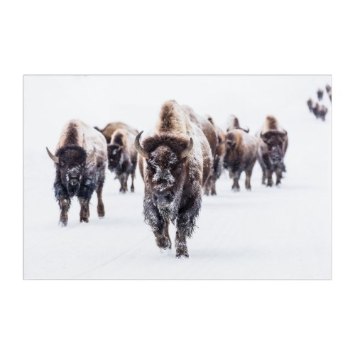 Herd of Bison Buffalo in Snow at Yellowstone Park Acrylic Print