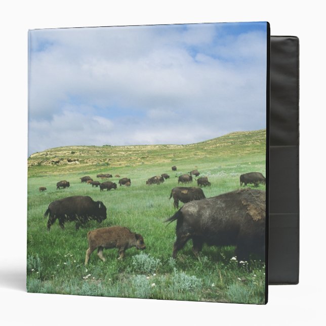 Herd of bison graze prairie grass at Theodore 3 Ring Binder (Front/Inside)