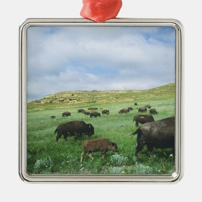 Herd of bison graze prairie grass at Theodore Metal Ornament (Front)