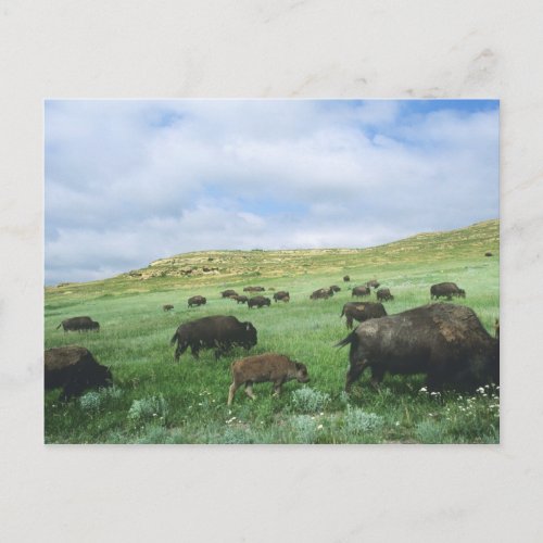 Herd of bison graze prairie grass at Theodore Postcard
