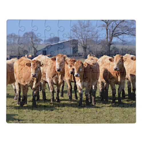 Herd of brown young cows in France Jigsaw Puzzle