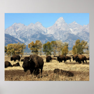 Herd of Buffalo Poster