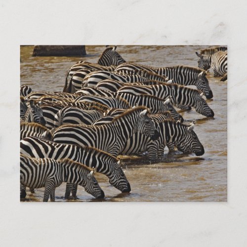 Herd of Burchells Zebras drinking from Mara Postcard