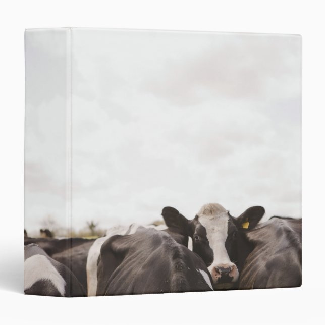 Herd of cattle and overcast sky 2 3 ring binder (Front/Spine)