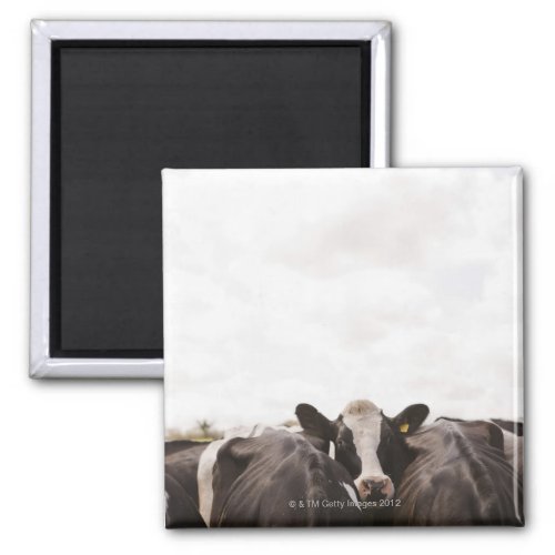 Herd of cattle and overcast sky 2 magnet