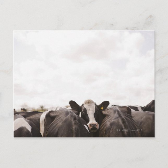 Herd of cattle and overcast sky 2 postcard (Front)