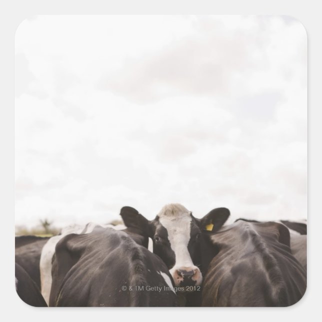 Herd of cattle and overcast sky 2 square sticker (Front)