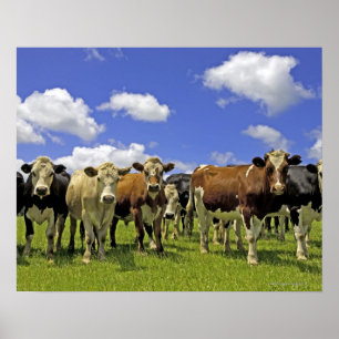 Herd of cattle and overcast sky poster