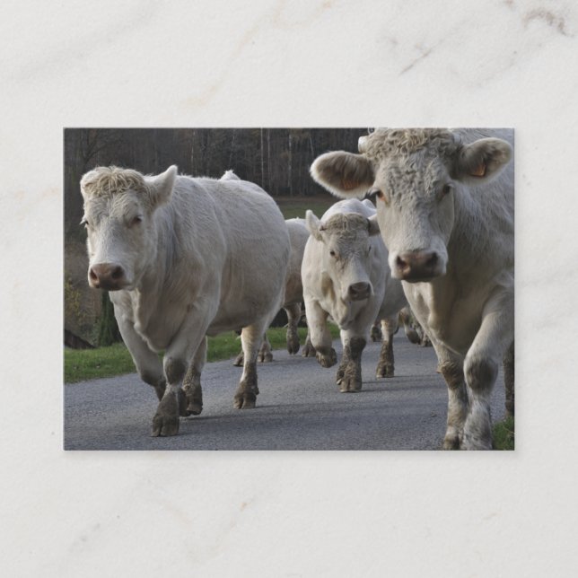 Herd of Charolais beef cattle Business Card (Front)