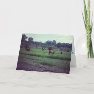 "Herd of Cows" Get Well Card