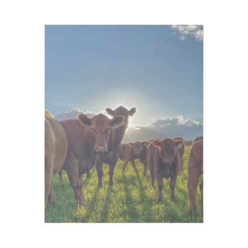 Herd of Cows With Attitude Gallery Wrap