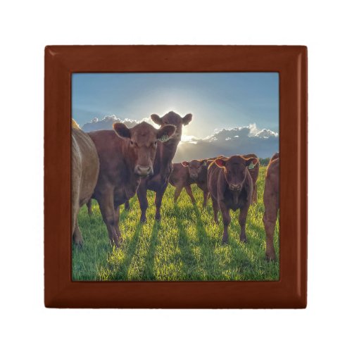 Herd of Cows With Attitude Gift Box