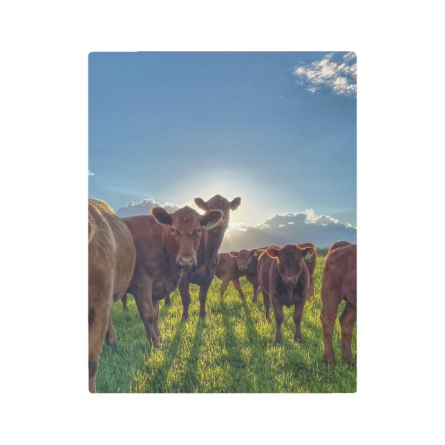 Herd of Cows With Attitude Metal Print (Front)