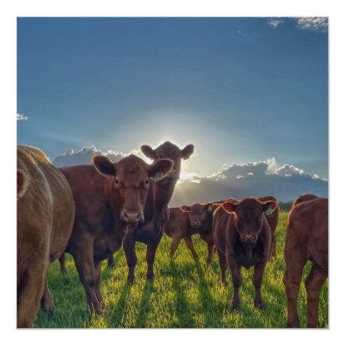 Herd of Cows With Attitude Poster