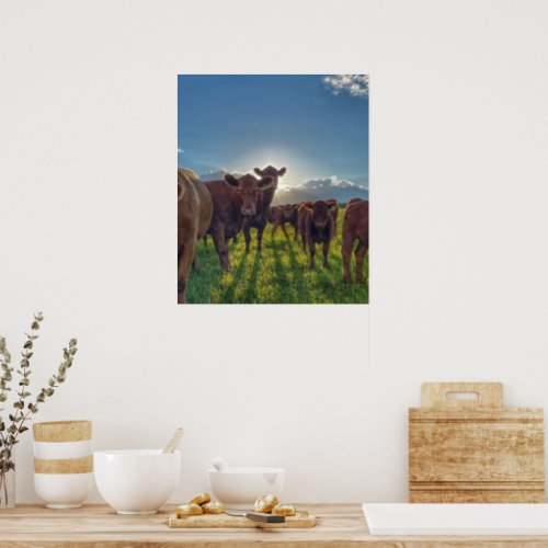 Herd of Cows With Attitude Poster