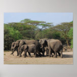 Herd Of Elephants Poster at Zazzle
