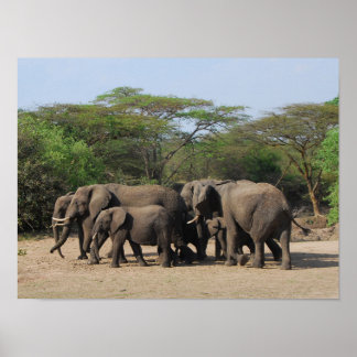 Herd of Elephants Poster