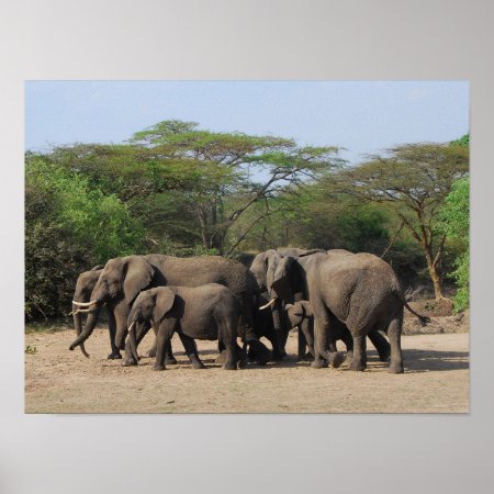 Herd Of Elephants Poster