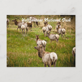 Herd of Elk at Yellowstone National Park Postcard