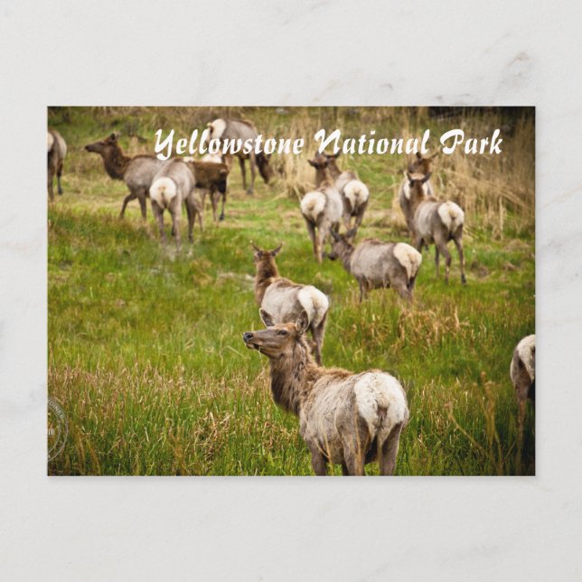 Herd of Elk at Yellowstone National Park Postcard (Front)