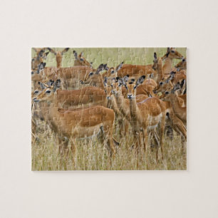 Herd of female Impala, Masai Mara, Kenya. Jigsaw Puzzle