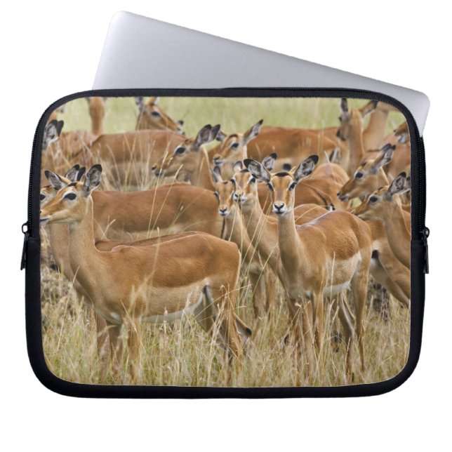 Herd of female Impala, Masai Mara, Kenya. Laptop Sleeve (Front)