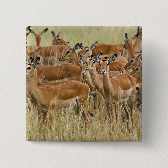Herd of female Impala, Masai Mara, Kenya. Pinback Button (Front)