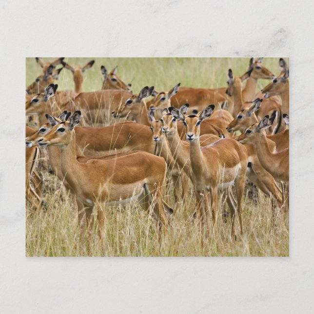 Herd of female Impala, Masai Mara, Kenya. Postcard (Front)