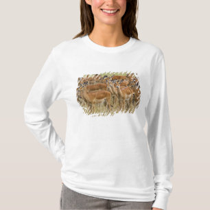 Herd of female Impala, Masai Mara, Kenya. T-Shirt
