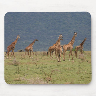 Herd of Giraffes Mouse Pad