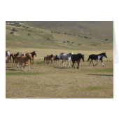 Herd of Horses (Front Horizontal)