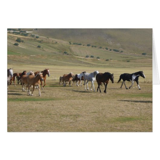 Herd of Horses (Front Horizontal)
