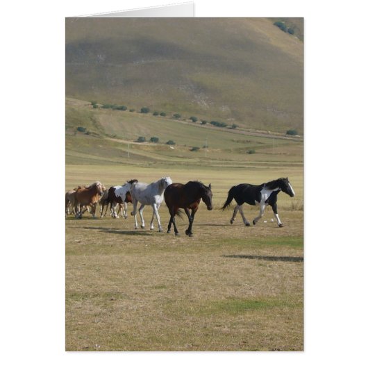Herd of Horses Cards (Front)