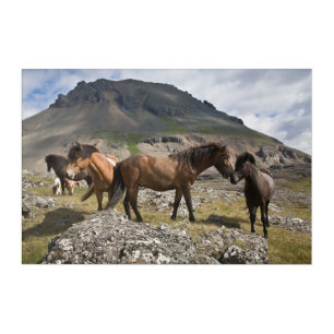 Herd Of Horses, Near Hofn, Iceland Acrylic Print