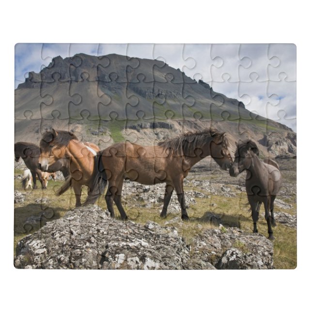 Herd Of Horses, Near Hofn, Iceland Jigsaw Puzzle (Puzzle Horizontal)