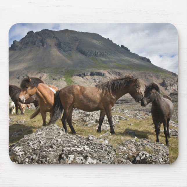 Herd Of Horses, Near Hofn, Iceland Mouse Pad (Front)