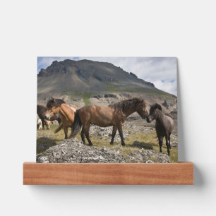 Herd Of Horses, Near Hofn, Iceland Picture Ledge